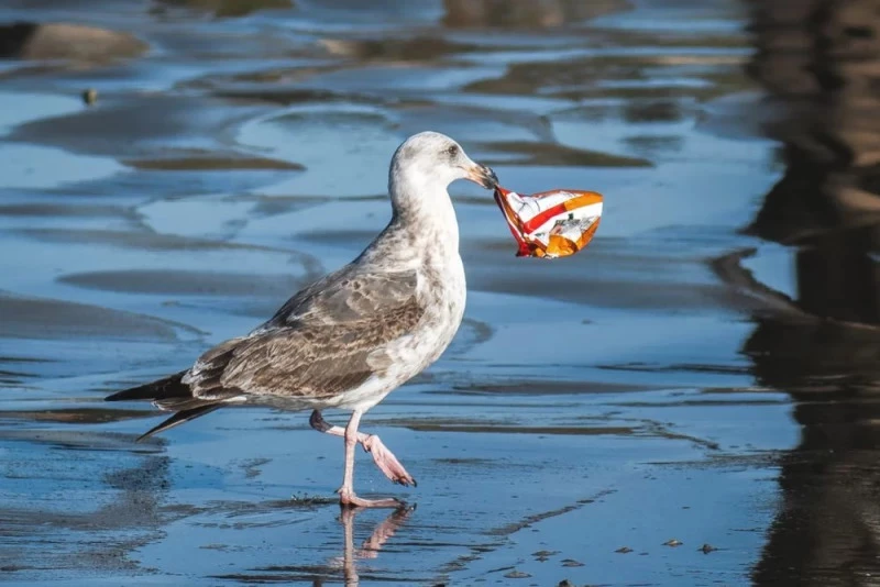 Plastik może być przyczyną wymierania gatunków ptaków